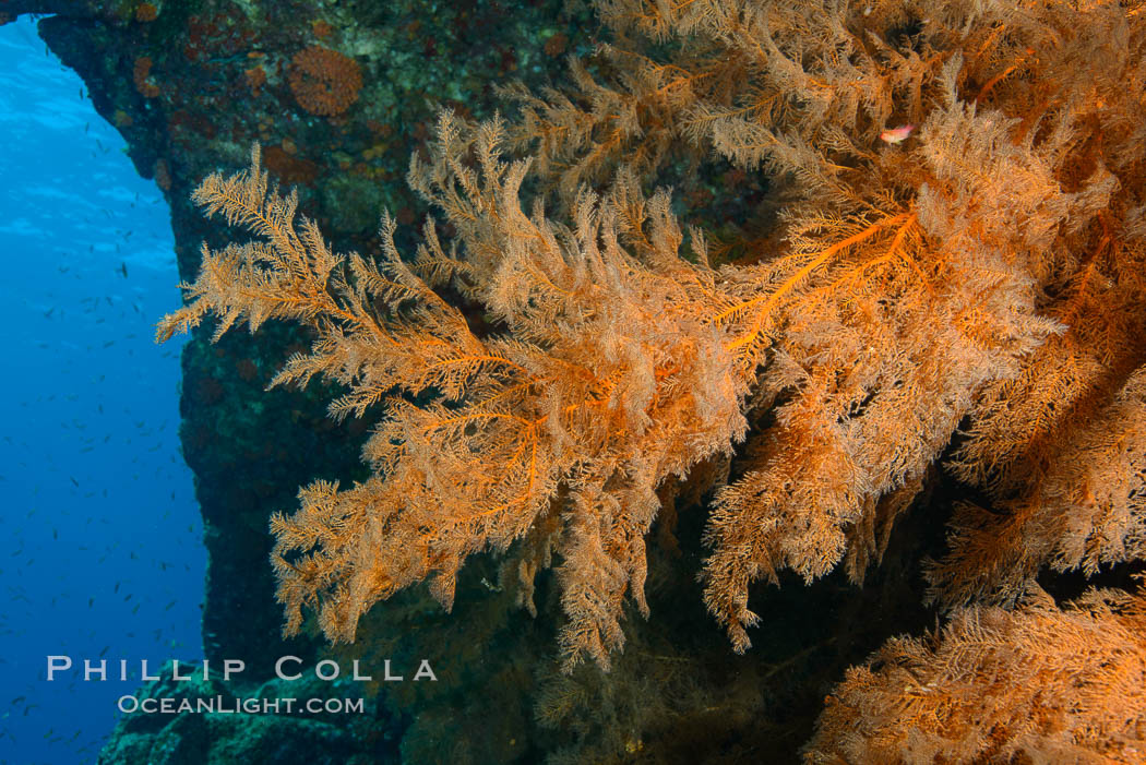 Black coral Antipatharia, Los Islotes, Sea of Cortez. Baja California, Mexico, Antipatharia, natural history stock photograph, photo id 32581