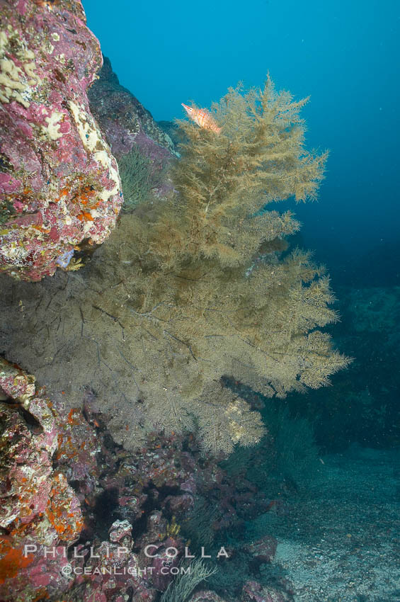 Black coral.  The fan is five feet in diameter and the color of the live coral is more yellow-green than black. North Seymour Island, Galapagos Islands, Ecuador, Antipathidae, natural history stock photograph, photo id 16443