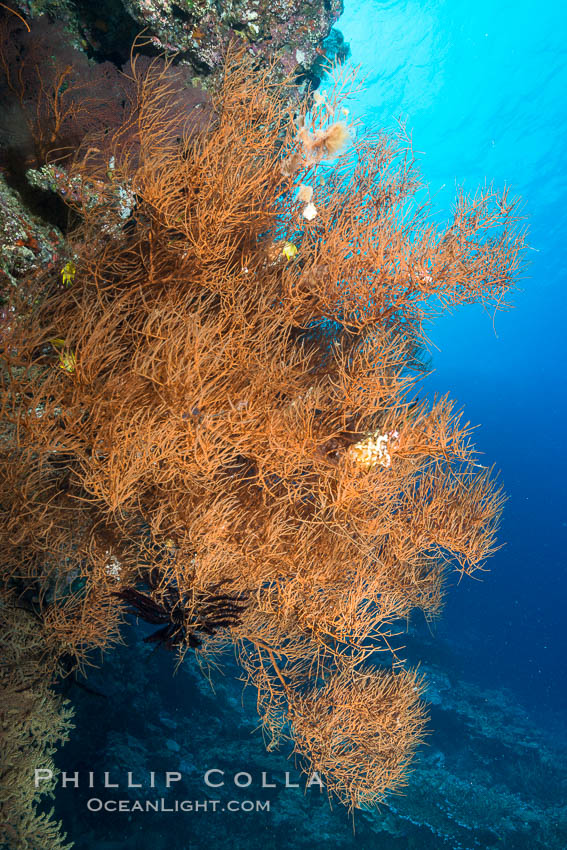 Black coral, Fiji. Vatu I Ra Passage, Bligh Waters, Viti Levu  Island, natural history stock photograph, photo id 31470