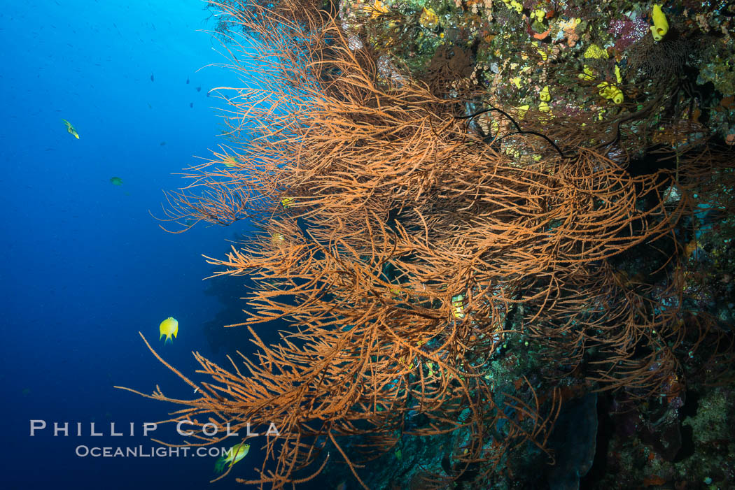 Black coral, Fiji. Vatu I Ra Passage, Bligh Waters, Viti Levu  Island, natural history stock photograph, photo id 31508