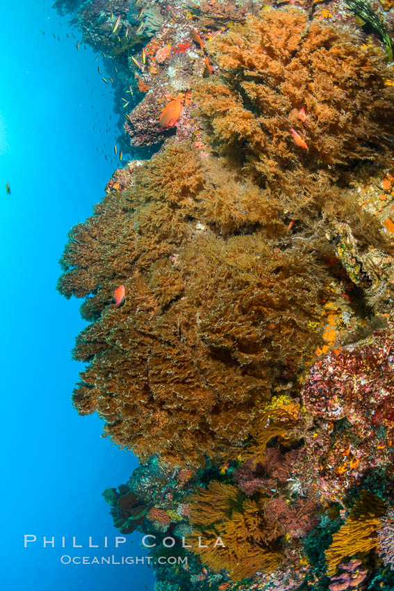 Black coral on Healthy Coral Reef, Antipatharia, Sea of Cortez. Mikes Reef, Baja California, Mexico, Antipatharia, natural history stock photograph, photo id 33498