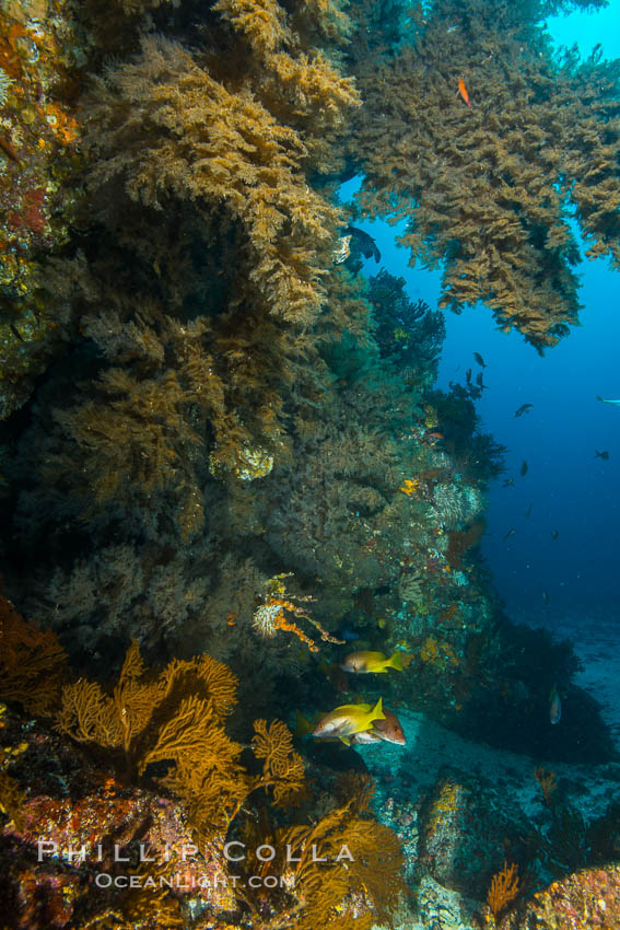Black coral on Healthy Coral Reef, Antipatharia, Sea of Cortez. Baja California, Mexico, Antipatharia, natural history stock photograph, photo id 33694