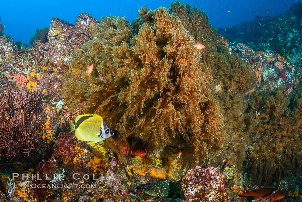 Black coral on Healthy Coral Reef, Antipatharia, Sea of Cortez, Antipatharia