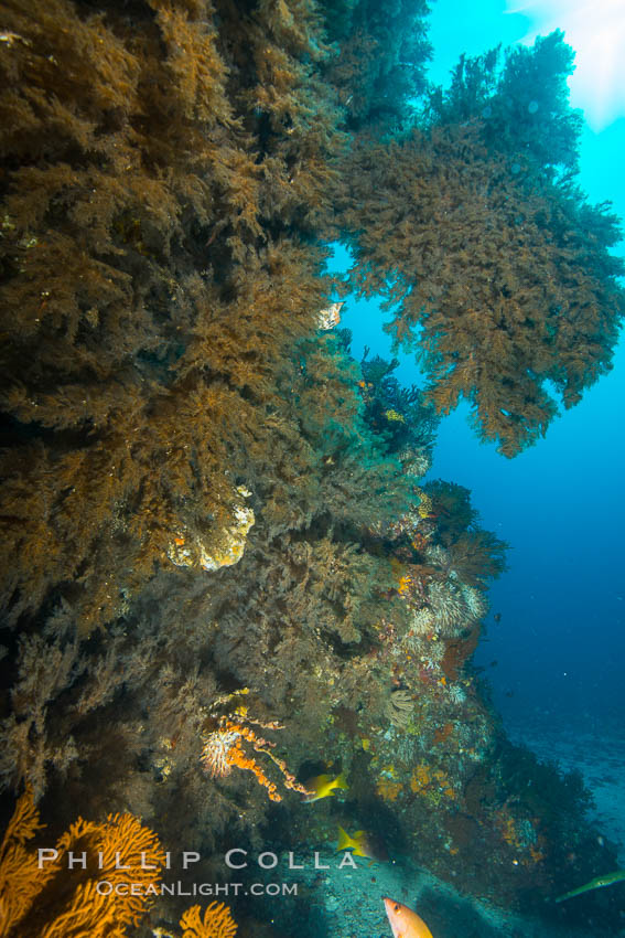Black coral on Healthy Coral Reef, Antipatharia, Sea of Cortez. Baja California, Mexico, Antipatharia, natural history stock photograph, photo id 33695