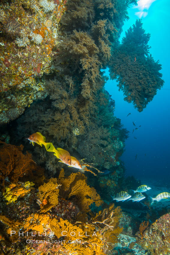 Black coral on Healthy Coral Reef, Antipatharia, Sea of Cortez. Baja California, Mexico, Antipatharia, natural history stock photograph, photo id 33693