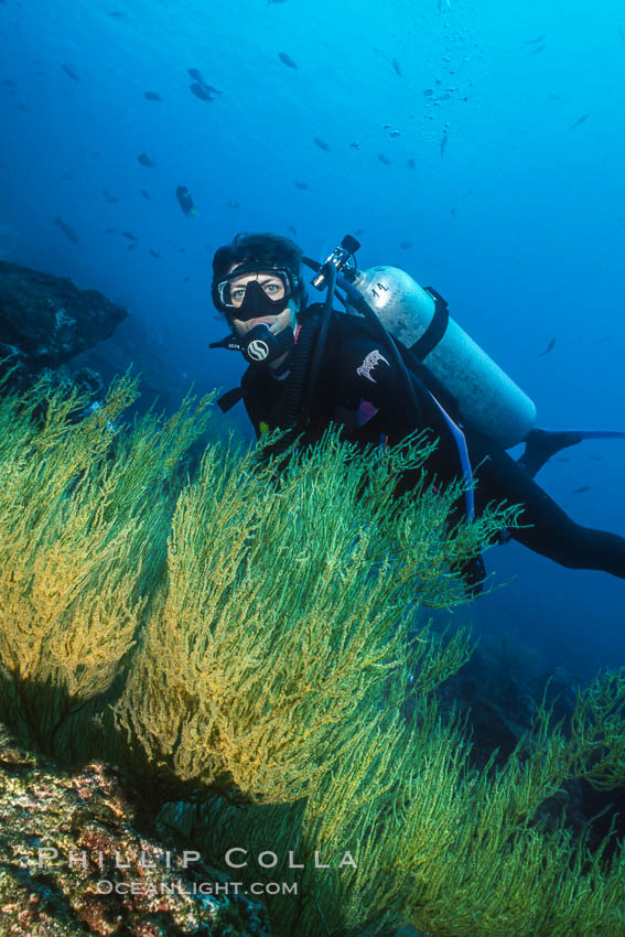 Black coral and diver. Isla Champion, Galapagos Islands, Ecuador, natural history stock photograph, photo id 36278