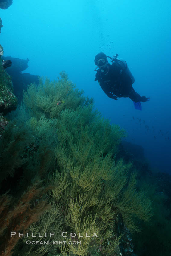 Black coral and diver. Isla Champion, Galapagos Islands, Ecuador, Antipathidae, natural history stock photograph, photo id 03476