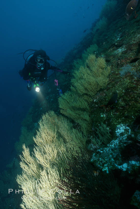 Black coral and diver. Isla Champion, Galapagos Islands, Ecuador, Antipathidae, natural history stock photograph, photo id 05707