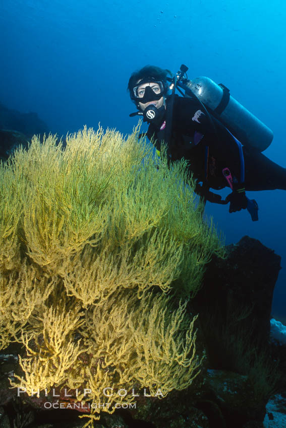 Black coral and diver. Isla Champion, Galapagos Islands, Ecuador, natural history stock photograph, photo id 36279