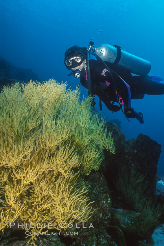 Black coral and diver. Isla Champion, Galapagos Islands, Ecuador, natural history stock photograph, photo id 36277