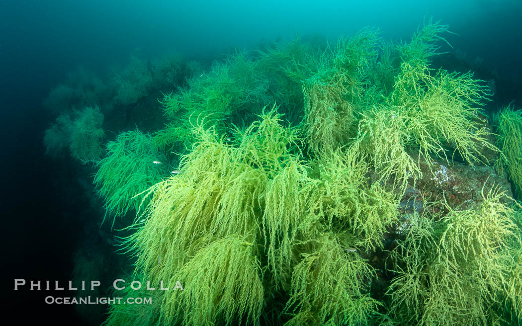 Black Coral on Rocky Reef, Unidentified species, isla San Pedro Martir, Midriff Islands, Sea of Cortez, Mexico, Isla San Pedro Martir, Sonora Black Coral on Rocky Reef, Unidentified species, isla San Pedro Martir, Midriff Islands, Sea of Cortez, Mexico, Isla San Pedro Martir, Sonora