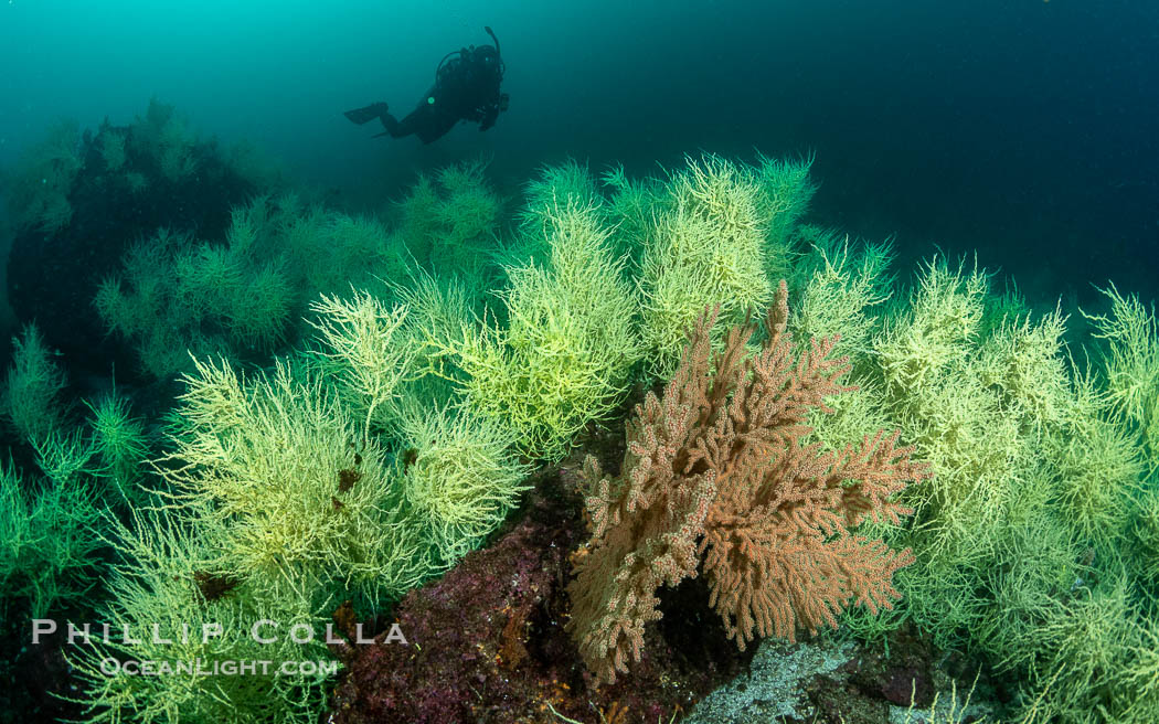 Black Coral on Rocky Reef, Unidentified species, isla San Pedro Martir, Midriff Islands, Sea of Cortez, Mexico, Isla San Pedro Martir, Sonora Black Coral on Rocky Reef, Unidentified species, isla San Pedro Martir, Midriff Islands, Sea of Cortez, Mexico, Isla San Pedro Martir, Sonora