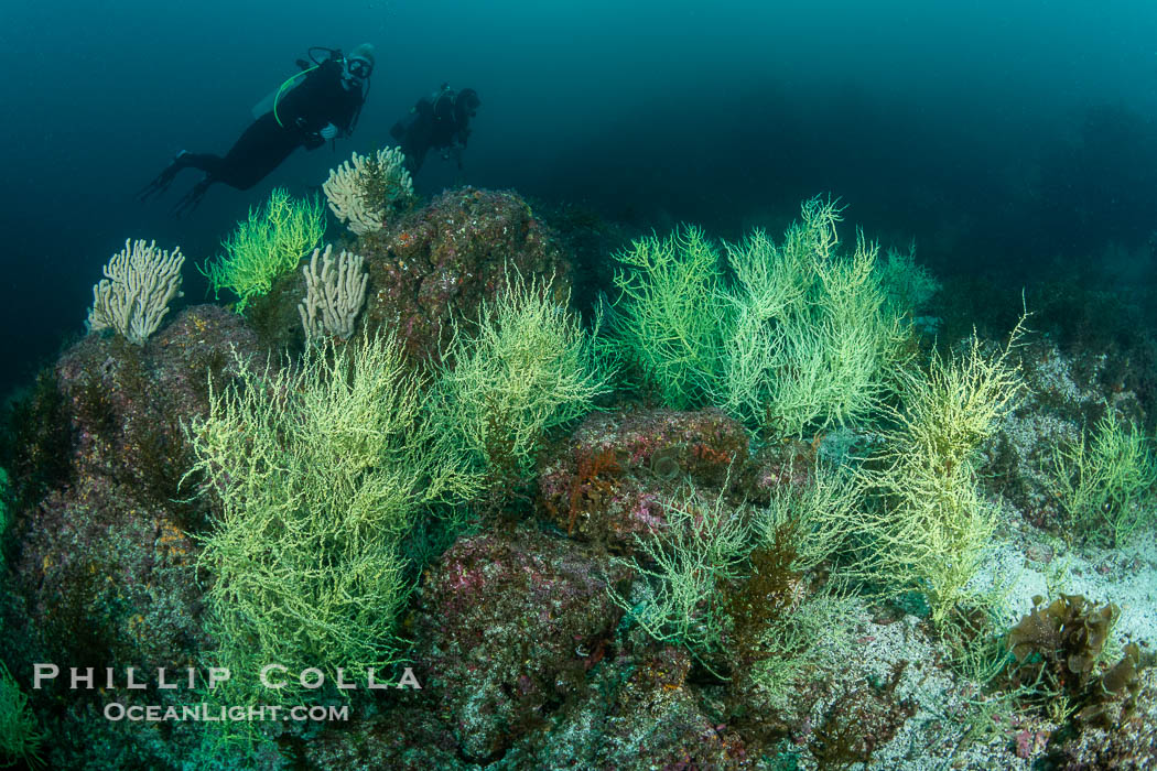 Black Coral on Rocky Reef, Unidentified species, Midriff Islands, Sea of Cortez, Mexico, Isla San Pedro Martir, Sonora Black Coral on Rocky Reef, Unidentified species, Midriff Islands, Sea of Cortez, Mexico, Isla San Pedro Martir, Sonora