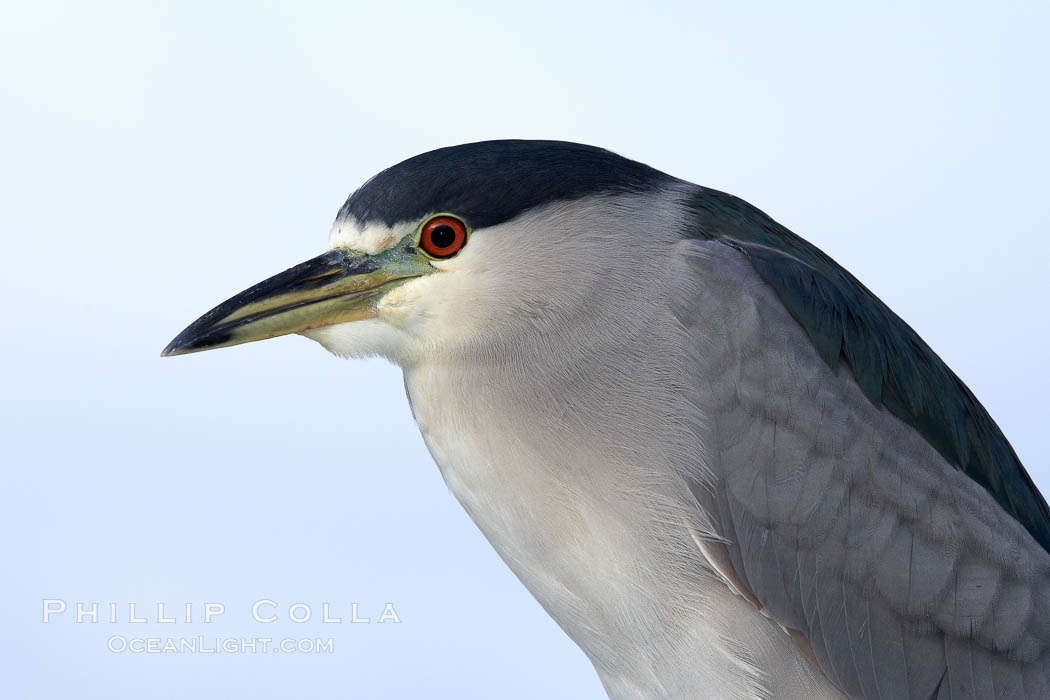 Black-crowned night heron, adult. San Diego, California, USA, Nycticorax nycticorax, natural history stock photograph, photo id 21363