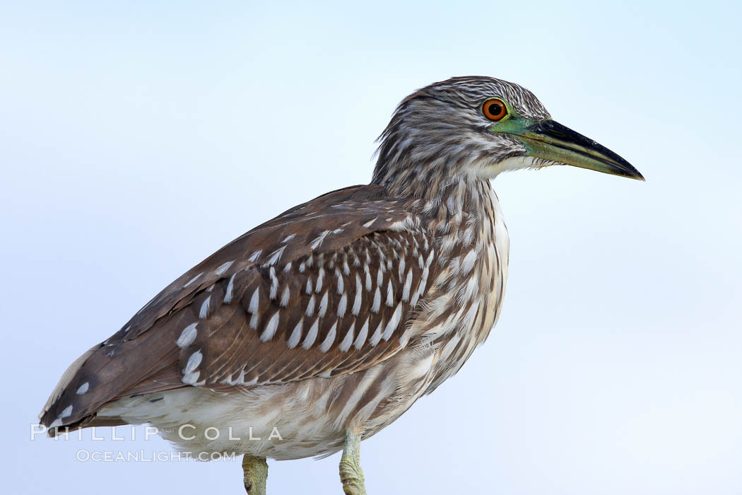 Black-crowned night heron, juvenile. San Diego, California, USA, Nycticorax nycticorax, natural history stock photograph, photo id 21383