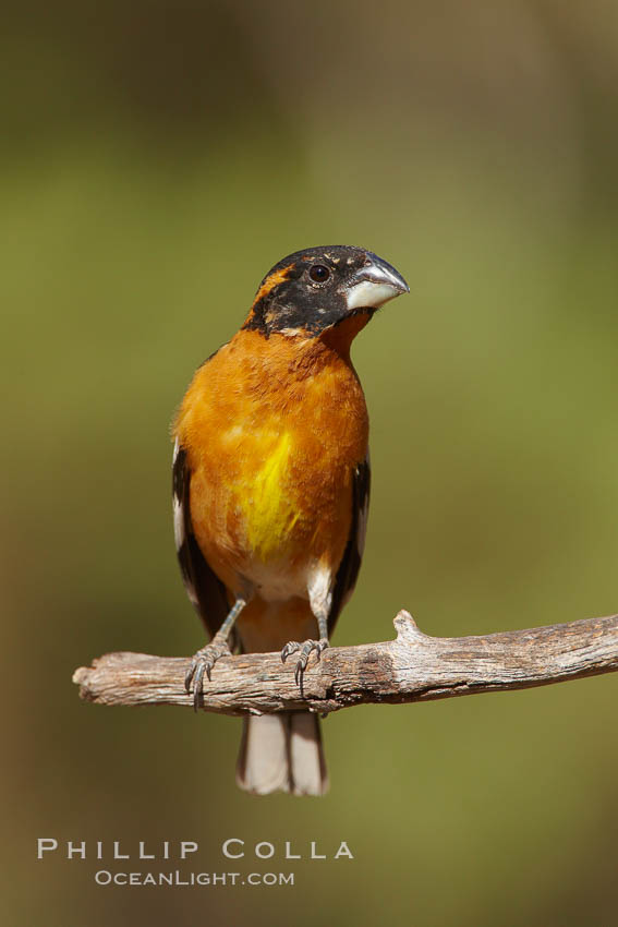 Black-headed grosbeak, male. Madera Canyon Recreation Area, Green Valley, Arizona, USA, Pheucticus melanocephalus, natural history stock photograph, photo id 22958