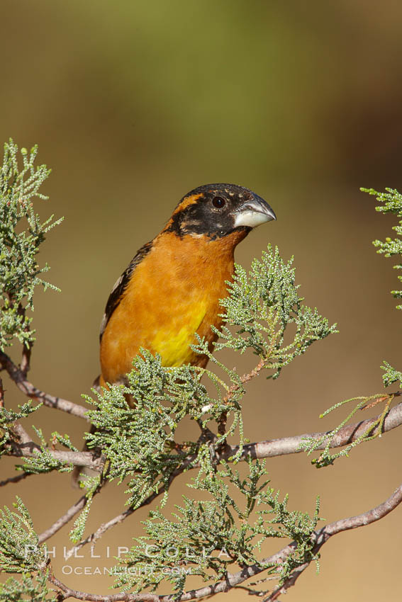 Black-headed grosbeak, male. Madera Canyon Recreation Area, Green Valley, Arizona, USA, Pheucticus melanocephalus, natural history stock photograph, photo id 22962