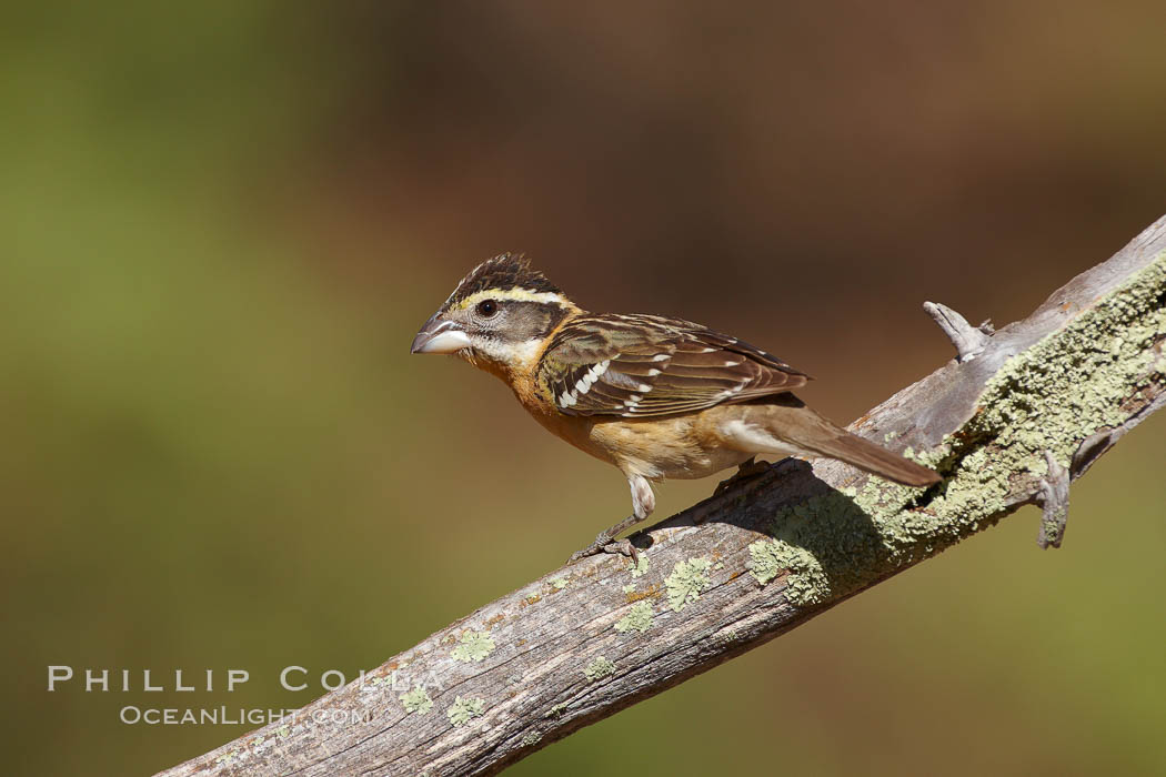 Black-headed grosbeak, female. Madera Canyon Recreation Area, Green Valley, Arizona, USA, Pheucticus melanocephalus, natural history stock photograph, photo id 23010