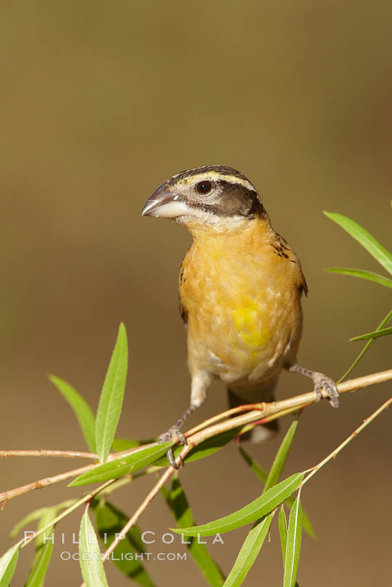 Black-headed grosbeak, female. Madera Canyon Recreation Area, Green Valley, Arizona, USA, Pheucticus melanocephalus, natural history stock photograph, photo id 23050