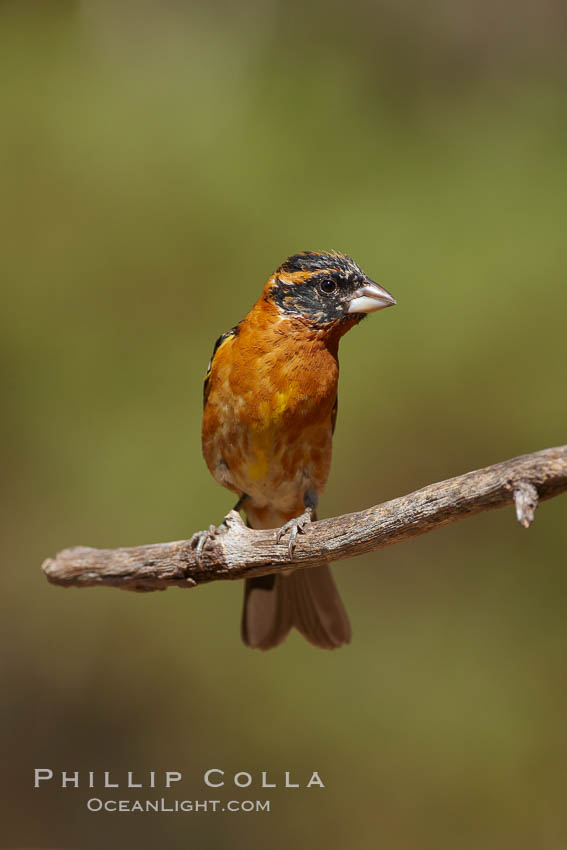 Black-headed grosbeak, male. Madera Canyon Recreation Area, Green Valley, Arizona, USA, Pheucticus melanocephalus, natural history stock photograph, photo id 23078