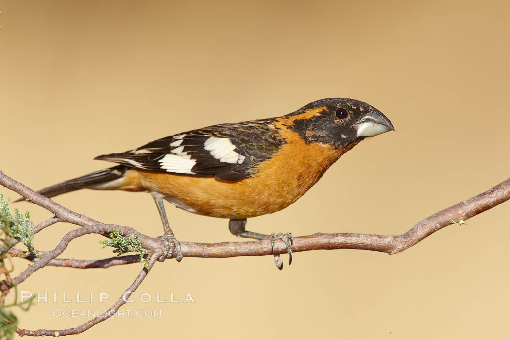 Black-headed grosbeak, male. Madera Canyon Recreation Area, Green Valley, Arizona, USA, Pheucticus melanocephalus, natural history stock photograph, photo id 23024