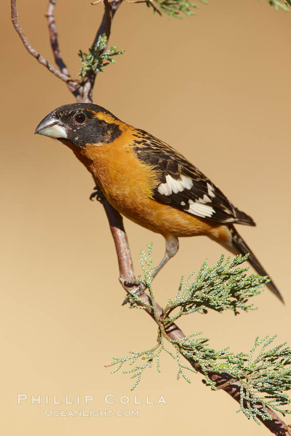 Black-headed grosbeak, male. Madera Canyon Recreation Area, Green Valley, Arizona, USA, Pheucticus melanocephalus, natural history stock photograph, photo id 23048