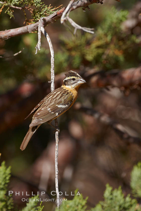 Black-headed grosbeak, female. Madera Canyon Recreation Area, Green Valley, Arizona, USA, Pheucticus melanocephalus, natural history stock photograph, photo id 23080