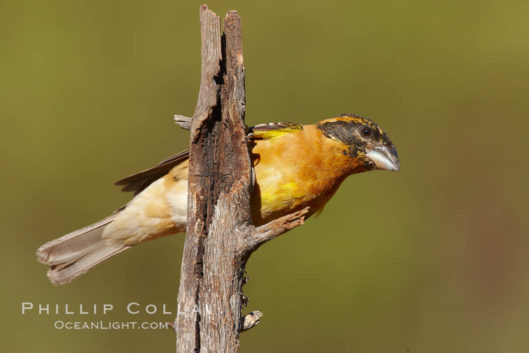 Black-headed grosbeak, immature. Madera Canyon Recreation Area, Green Valley, Arizona, USA, Pheucticus melanocephalus, natural history stock photograph, photo id 23092