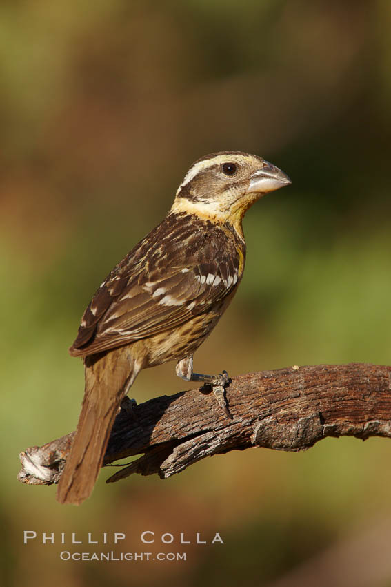 Black-headed grosbeak, female. Madera Canyon Recreation Area, Green Valley, Arizona, USA, Pheucticus melanocephalus, natural history stock photograph, photo id 22963