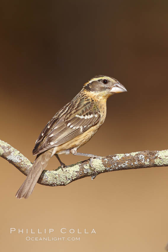 Black-headed grosbeak, female., Pheucticus melanocephalus, natural history stock photograph, photo id 23011