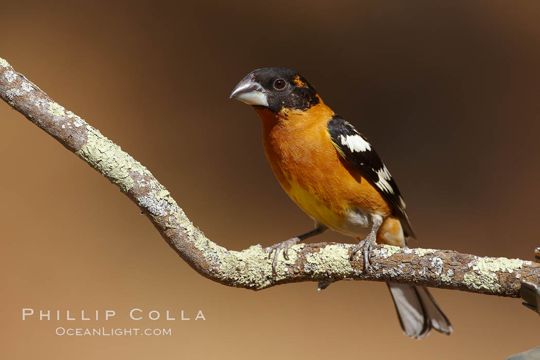 Black-headed grosbeak, male. Madera Canyon Recreation Area, Green Valley, Arizona, USA, Pheucticus melanocephalus, natural history stock photograph, photo id 23047