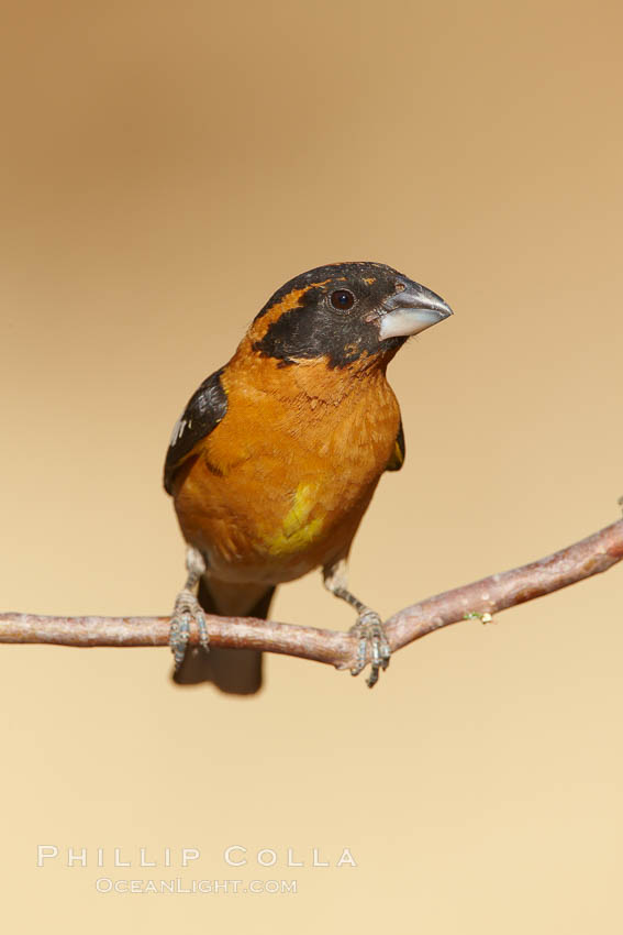 Black-headed grosbeak, male. Madera Canyon Recreation Area, Green Valley, Arizona, USA, Pheucticus melanocephalus, natural history stock photograph, photo id 23091