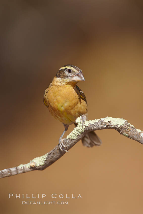 Black-headed grosbeak, female. Madera Canyon Recreation Area, Green Valley, Arizona, USA, Pheucticus melanocephalus, natural history stock photograph, photo id 22957