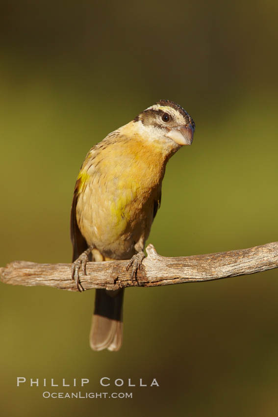 Black-headed grosbeak, female. Madera Canyon Recreation Area, Green Valley, Arizona, USA, Pheucticus melanocephalus, natural history stock photograph, photo id 23025