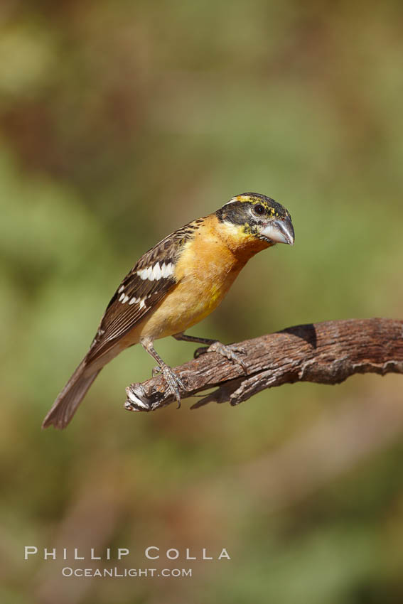 Black-headed grosbeak, immature. Madera Canyon Recreation Area, Green Valley, Arizona, USA, Pheucticus melanocephalus, natural history stock photograph, photo id 23089