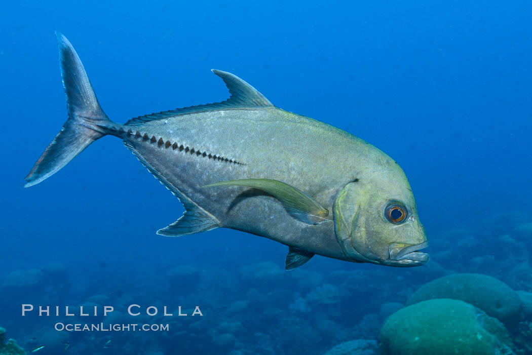 Black jack, or black trevally, Caranx lugubris, Clipperton Island. The black jack, Caranx lugubris, is a species of large ocean fish in the jack family Carangidae. The species has a circumtropical distribution, found in oceanic, offshore waters of the tropical zones of the Pacific, Atlantic and Indian Oceans. France, natural history stock photograph, photo id 32960