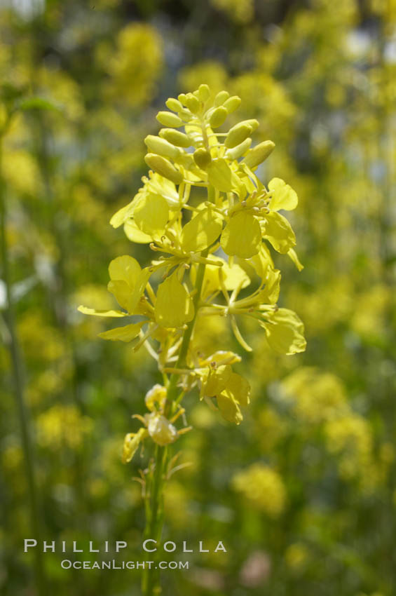 Black mustard, Batiquitos Lagoon, Carlsbad. California, USA, Brassica nigra, natural history stock photograph, photo id 11294