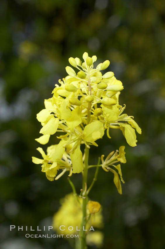 Black mustard, Batiquitos Lagoon, Carlsbad. California, USA, Brassica nigra, natural history stock photograph, photo id 11300