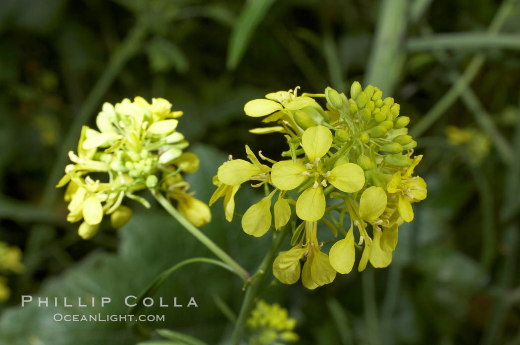 Black mustard, Batiquitos Lagoon, Carlsbad. California, USA, Brassica nigra, natural history stock photograph, photo id 11303