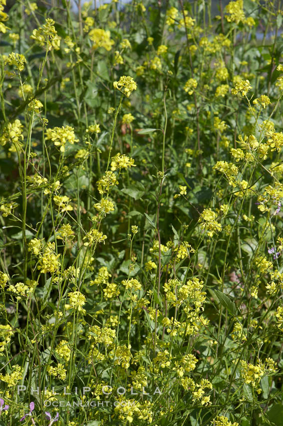 Black mustard, Batiquitos Lagoon, Carlsbad. California, USA, Brassica nigra, natural history stock photograph, photo id 11297