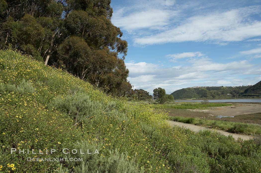 Black mustard, Batiquitos Lagoon, Carlsbad. California, USA, Brassica nigra, natural history stock photograph, photo id 11299