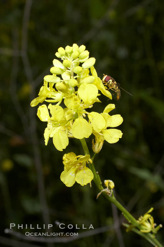 Black mustard, Batiquitos Lagoon, Carlsbad. California, USA, Brassica nigra, natural history stock photograph, photo id 11293