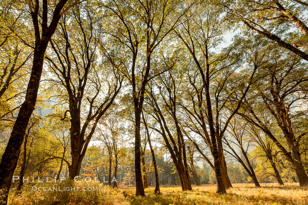 Black oaks in autumn in Yosemite National Park, fall colors, Quercus kelloggii. California, USA, Quercus kelloggii, natural history stock photograph, photo id 36462