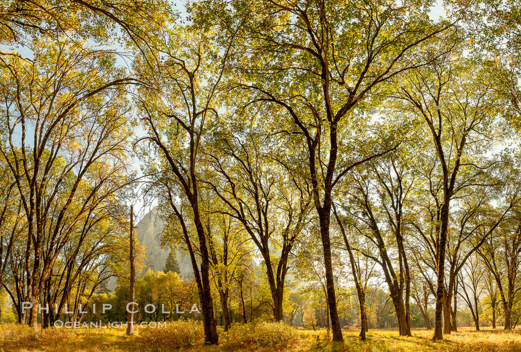 Black oaks in autumn in Yosemite National Park, fall colors, Quercus kelloggii. California, USA, Quercus kelloggii, natural history stock photograph, photo id 36463