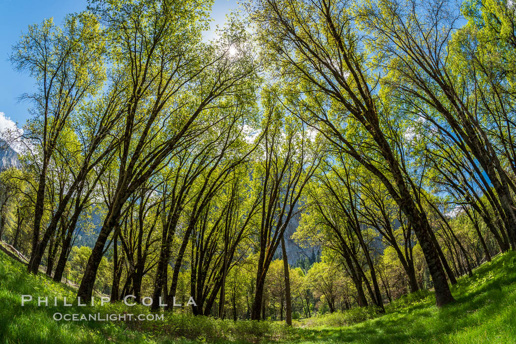 Black Oaks below El Capitan, Quercus kelloggii, El Capitan meadow, Yosemite Valley. Yosemite National Park, California, USA, Quercus kelloggii, natural history stock photograph, photo id 34554