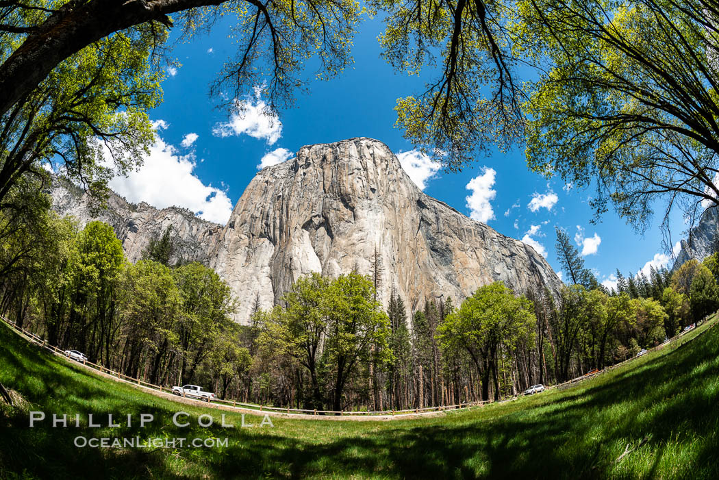 Black Oaks below El Capitan, Quercus kelloggii, El Capitan meadow, Yosemite Valley. Yosemite National Park, California, USA, Quercus kelloggii, natural history stock photograph, photo id 34558