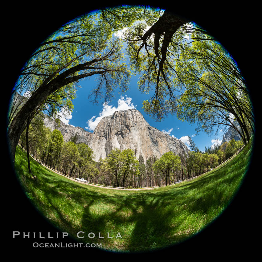 Black Oaks below El Capitan, Quercus kelloggii, El Capitan meadow, Yosemite Valley. Yosemite National Park, California, USA, Quercus kelloggii, natural history stock photograph, photo id 34556