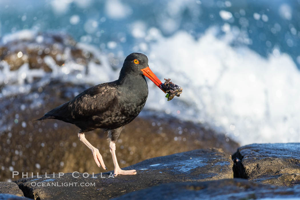 Black Oystercatcher foraging for food, Haematopus bachmani. La Jolla, California, USA, Haematopus bachmani, natural history stock photograph, photo id 37720