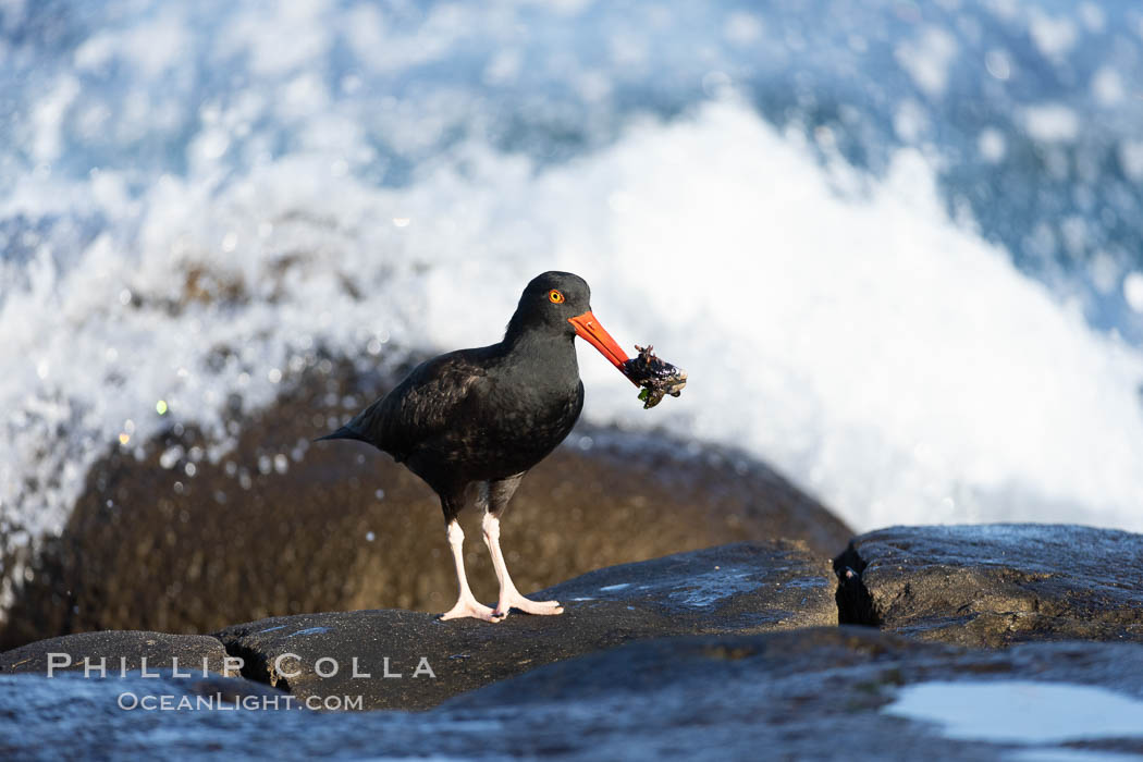 Black Oystercatcher foraging for food, Haematopus bachmani. La Jolla, California, USA, Haematopus bachmani, natural history stock photograph, photo id 37719