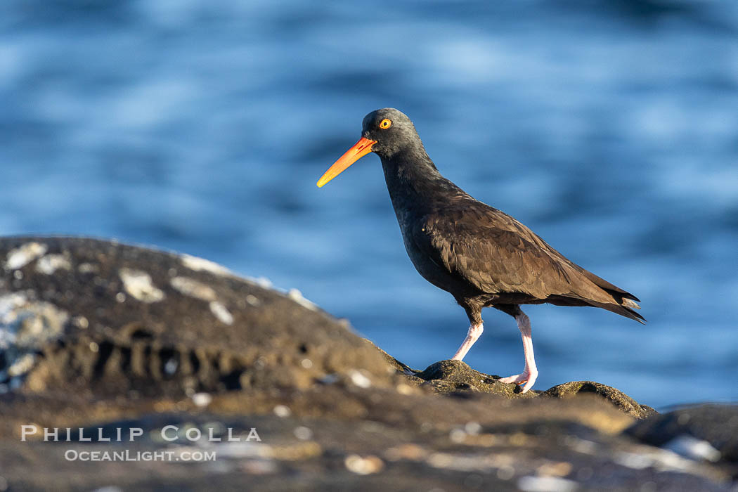 Black Oystercatcher foraging for food, Haematopus bachmani., natural history stock photograph, photo id 38635
